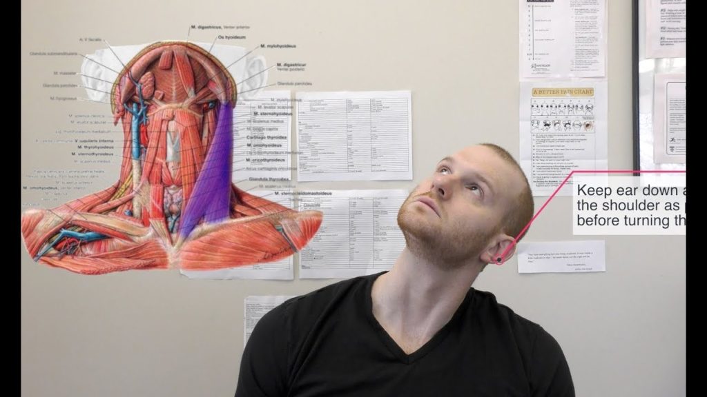 Neck Archives - Physical Therapy 101